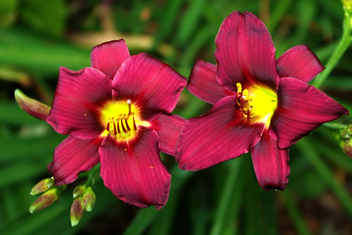 Hemerocallis Little Zinger